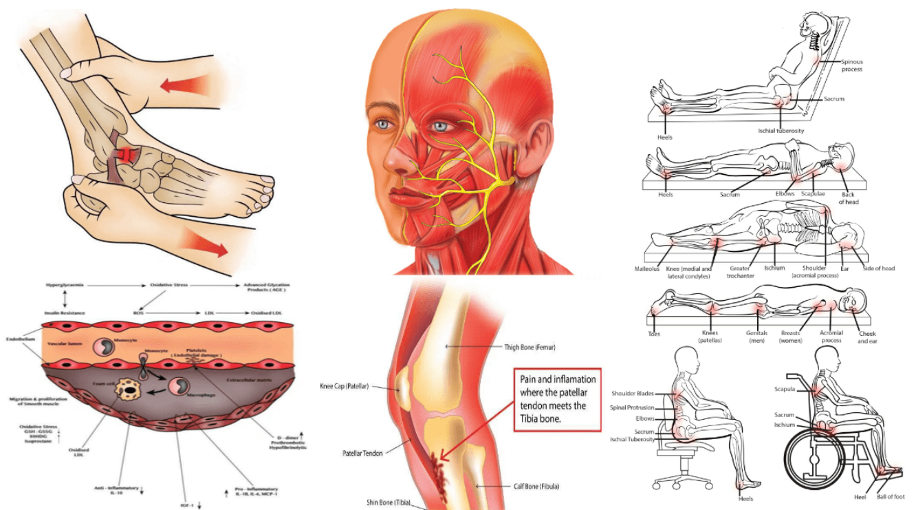 The body works like a machine  Science illustration, Anatomy art, Medical  illustration