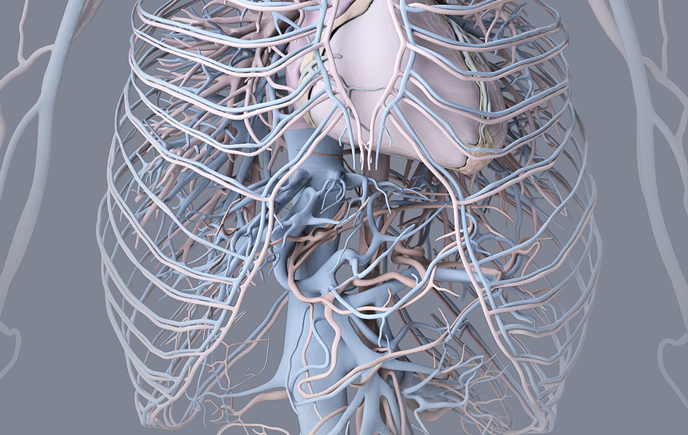 software for medical illustration zbrush