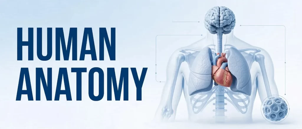 human-anatomy-illustration