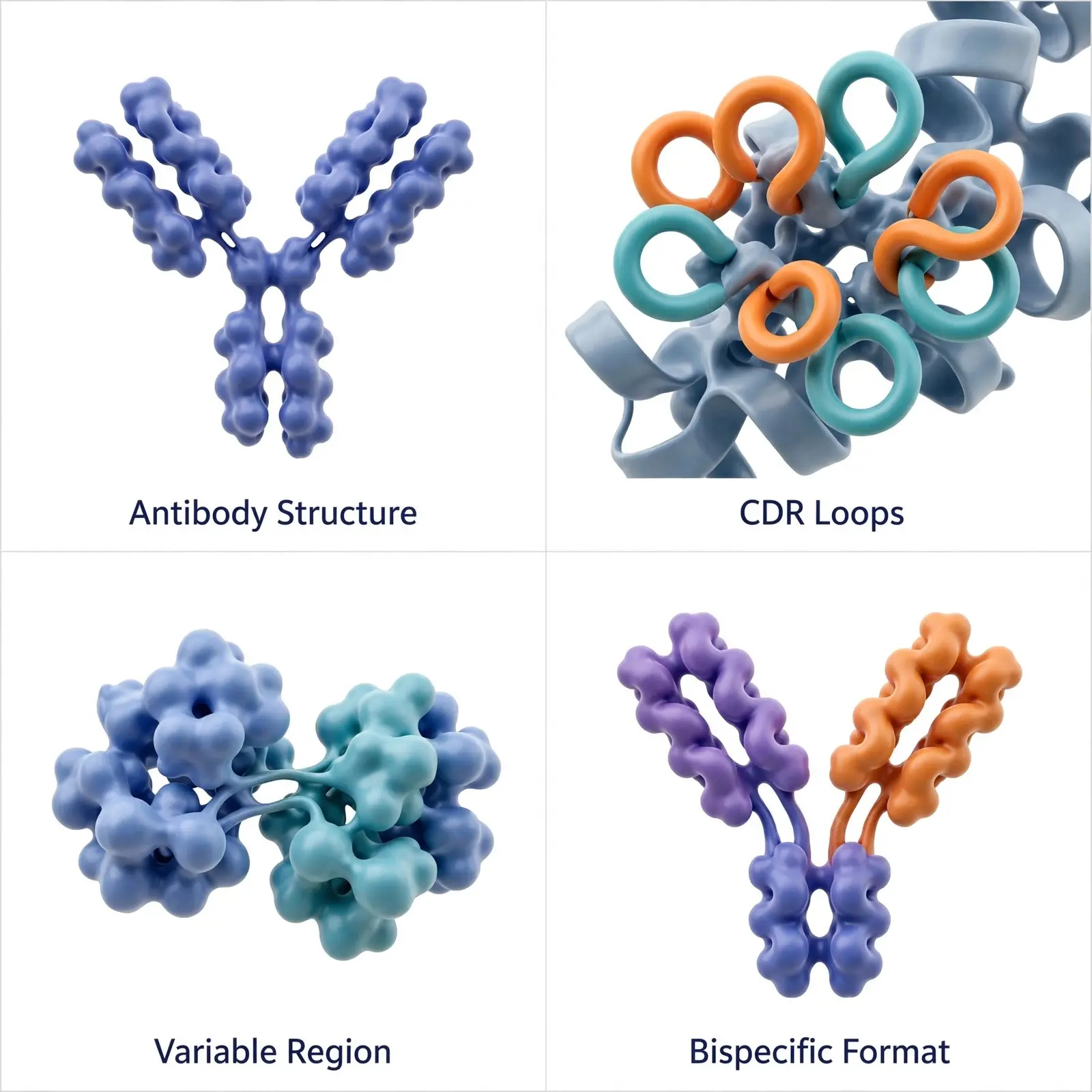 protein-antibody