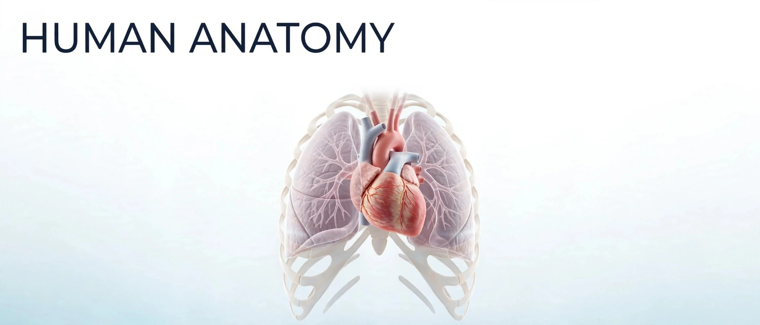 what-is-human-anatomy-illustration