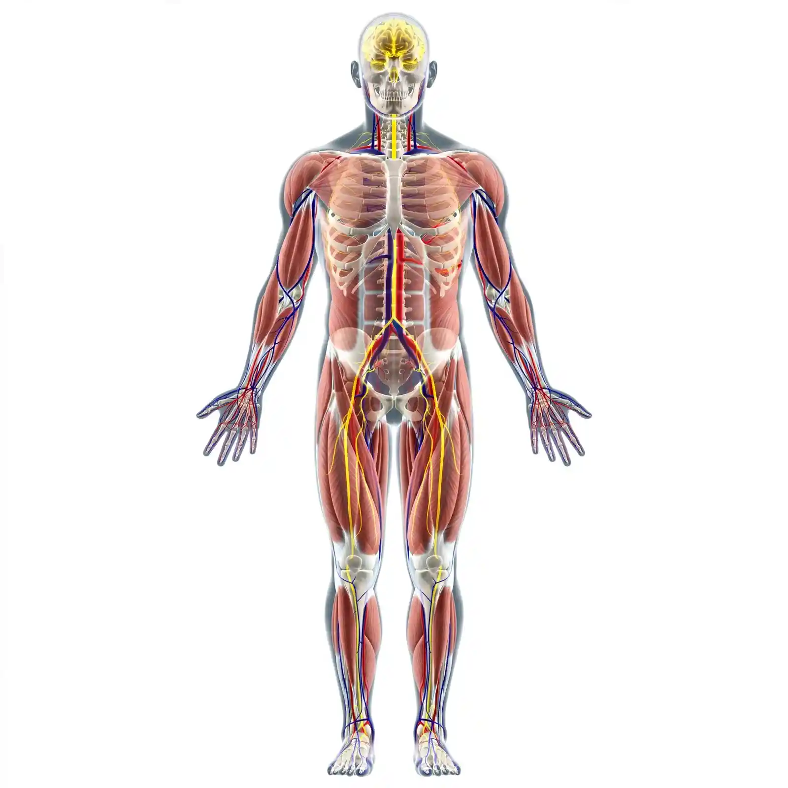 human-anatomy-hero-new